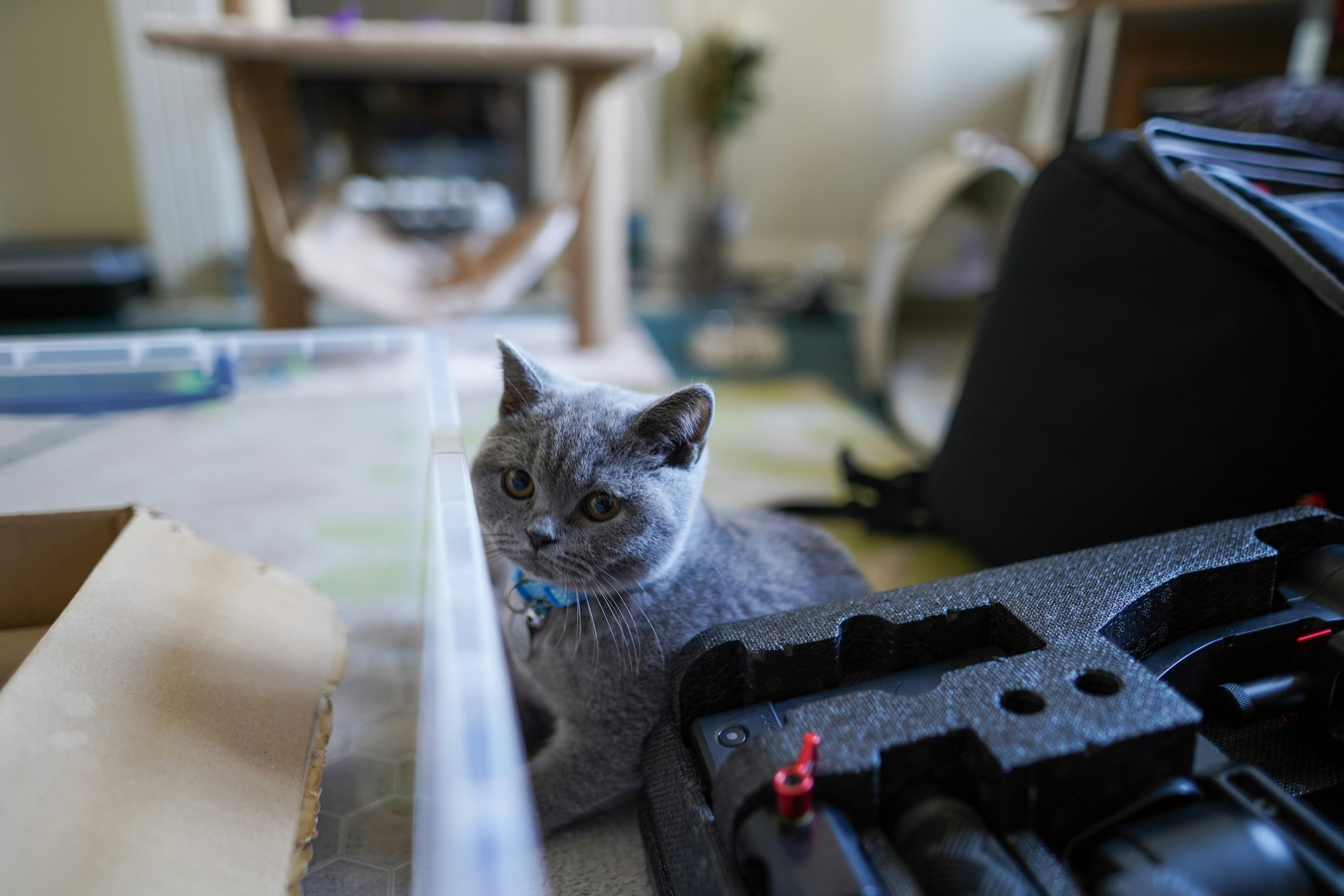 russian blue cat on black office rolling chair
